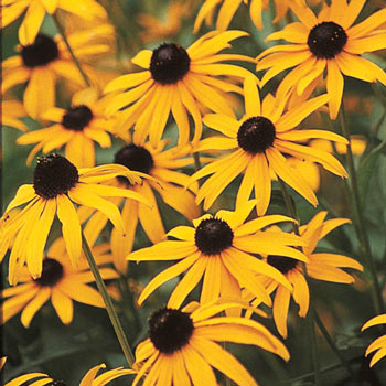 Black-Eyed Susan