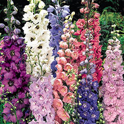 Mixed Delphiniums