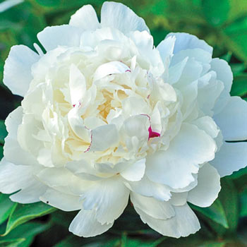 Parfum de Bloom™ Festiva Maxima Peony