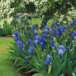 Feed Back KickStart™ Reblooming Iris