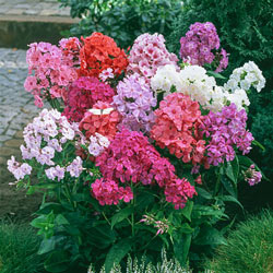 Tall Phlox Mix Super Bag