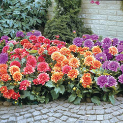 Mixed Border Dahlias