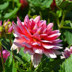 Mixed Border Dahlias