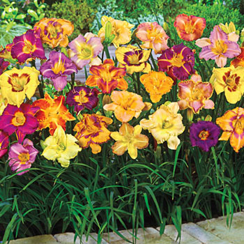 Breeder's Choice Daylily Super Bag