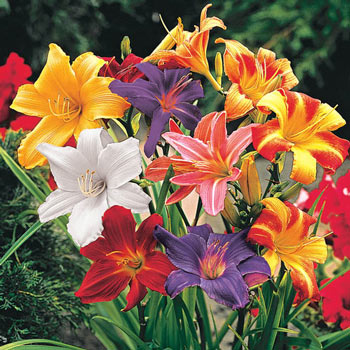 Dwarf Daylilies