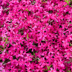 Red Carpet Phlox