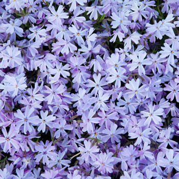 Blue Carpet Phlox