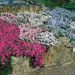 Blue Carpet Phlox