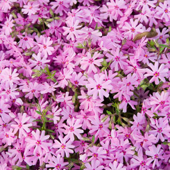 Pink Carpet Phlox