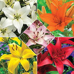 Asiatic Lily Collection