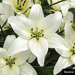 Asiatic Lily Collection