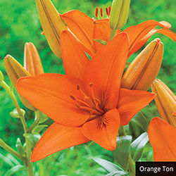 Asiatic Lily Collection