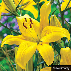 Asiatic Lily Collection