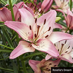 Asiatic Lily Collection