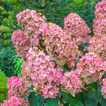 Pink Diamond Hydrangea