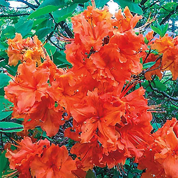 Gibraltar Hardy Azalea