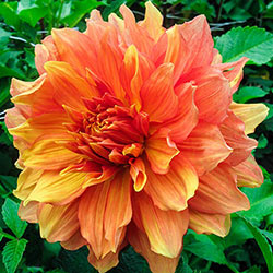 Mango Madness Dinnerplate Dahlia