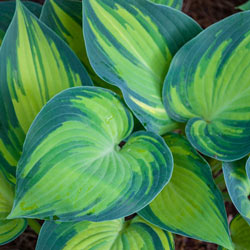 June Hosta