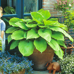 Sum & Substance Hosta