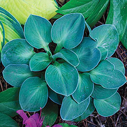 Blue Mouse Ears  Hosta