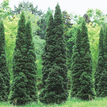 Green Giant Arborvitae Hedge