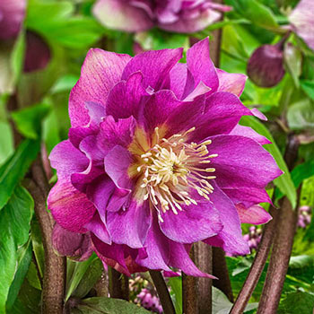 Winter Plum Double Hellebore