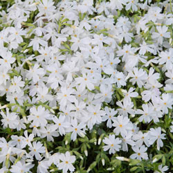 White Carpet Phlox