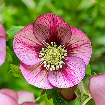 Fresco Hellebore