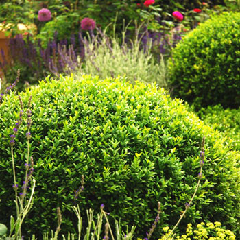 Boxwood Winter Gem Hedge