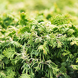 Fernspray Gold Hinoki Cypress