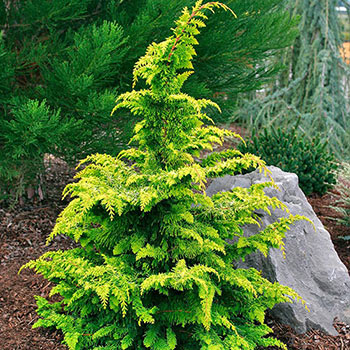 Fernspray Gold Hinoki Cypress