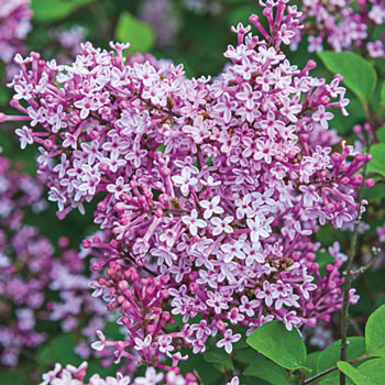 Josee Reblooming Lilac