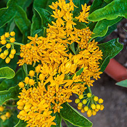 Hello Yellow Butterfly Flower