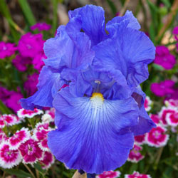 Victoria Falls KickStart™ Reblooming Iris