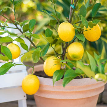 Meyer Lemon Tree