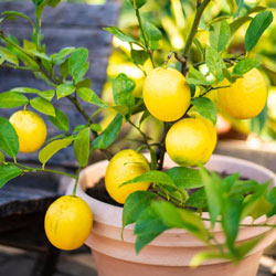 Meyer Lemon Tree