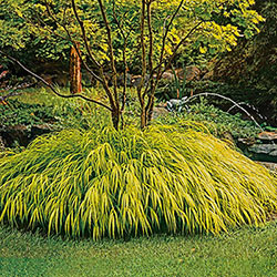 Golden Hakone Grass