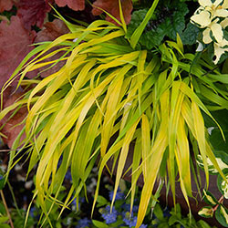 Golden Hakone Grass