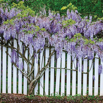 Japanese Wisteria