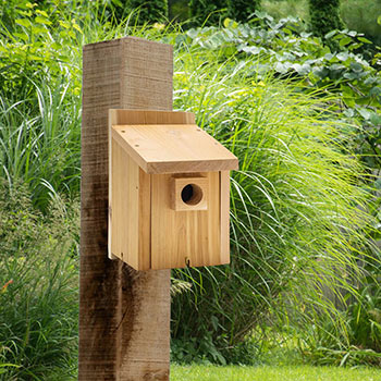 Basic Bluebird House