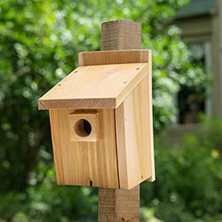 Basic Bluebird House