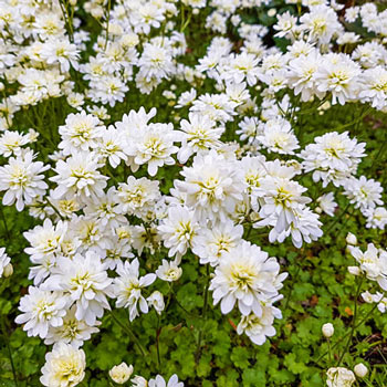 Fair Maids of France (Double-Flowered Meadow Saxifrage)