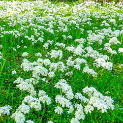 Fair Maids of France (Double-Flowered Meadow Saxifrage)