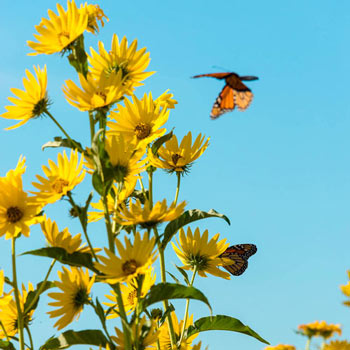 Maximillian Perennial Sunflower