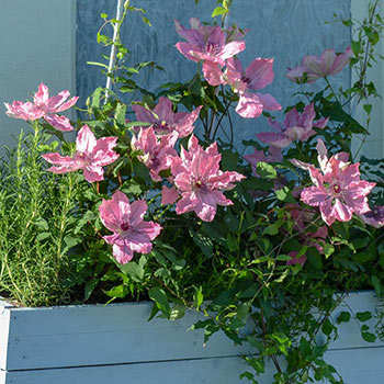 Clematis Sarah Elizabeth™