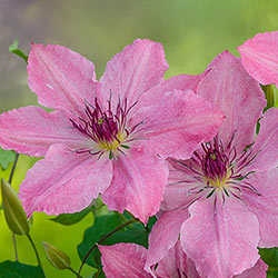 Clematis Sarah Elizabeth™