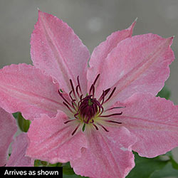 Clematis Sarah Elizabeth™