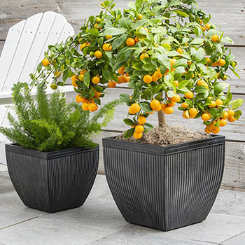 Classic Faux Lead Planter set/2