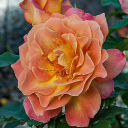 Rosie The Riveter Floribunda Rose