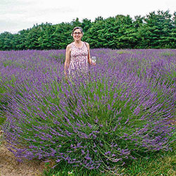 Phenomenal® Lavender